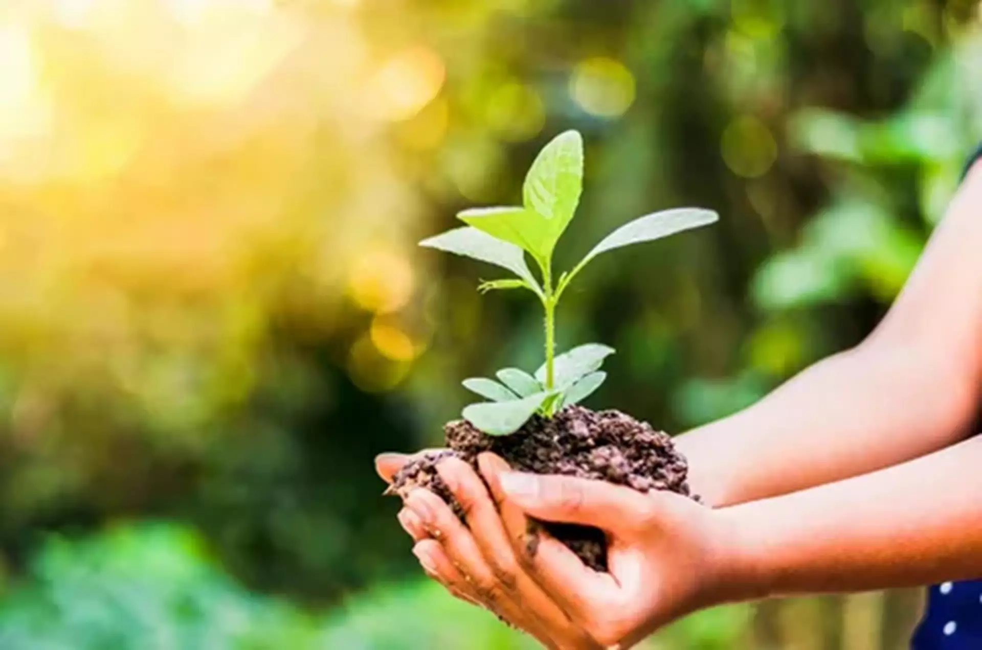 Environmental Policy